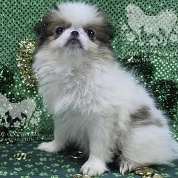Lenore - Sable and white female Japanese Chin puppy in Johnson City, Tennessee from Erin & Friends Japanese Chin