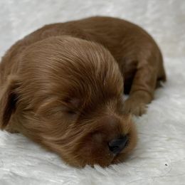 Cavapoos and Poodles from Lowcountry Cavapoos and Toy Poodles