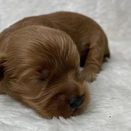 Cavapoos and Poodles from Lowcountry Cavapoos and Toy Poodles