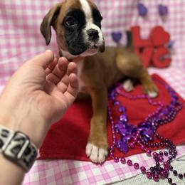 Orange - Fawn female Boxer puppy in Caledonia, North Dakota from Goose River Boxers Co