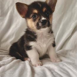 Girl 1 - Black and tan female Pembroke Welsh Corgi puppy in Northwood, Iowa from Sorrel Sands Corgis