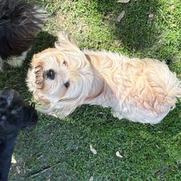 Tea - Lhasa Apso