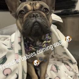 Dakota - French Bulldog