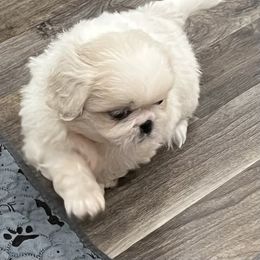 Full AKC - Angelica - White female Pekingese puppy in Pennsylvania from Triple I Pekes