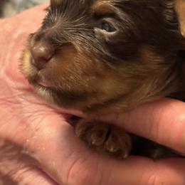 Puppy 1 - Chocolate and tan male Yorkshire Terrier puppy in Elizabeth, Indiana from Dwayne’s Yorkshire Terriers