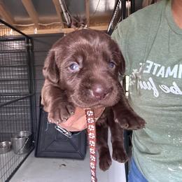 Brown - Chocolate male Labrador Retriever puppy in Newton Grove, North Carolina from Wayalife Labradors & Gsp’s