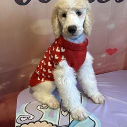 Zane - Parti male Poodle puppy in Mobile, Alabama from Semmy’s Standard Poodle LLC