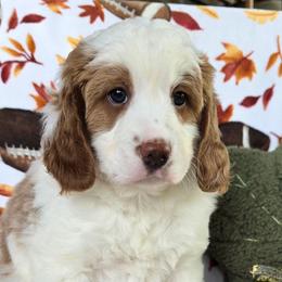 Rebecca - Brown and white female Bernedoodle puppy in Seymour, Tennessee from Lollie's Doodles