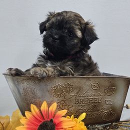 Babe - Health tested parents - female Mal-Shi puppy in Greenville, North Carolina from Amanda's Sugar Sweet Puppies