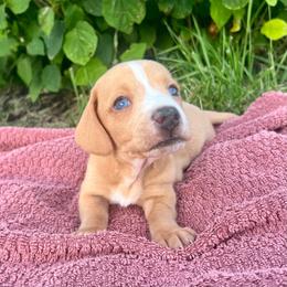 Otis - Cream male Dachshund puppy in Vevay, Indiana from Works Farm Dachshunds