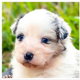 Australian Shepherd Puppies from Soggy Bottom Farms