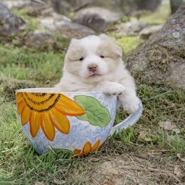 Paola - White and gold female Border Collie puppy in Fresno, California from Alpine Tails