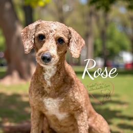 Rose - Poodle