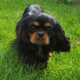 Cooper - Cavalier King Charles Spaniel