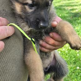 Tbd - Sable female German Shepherd puppy in Oconomowoc, Wisconsin from Vom Haus Borchardt GSD Kennels