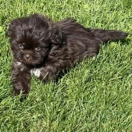 Chocolate girl - Liver female Shih Tzu puppy in Newark, Ohio from Gemini Kennels