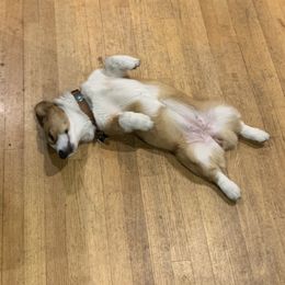 Pembroke Welsh Corgi and Miniature Australian Shepherd All Grown Up from SLS Wiggle S Aussies