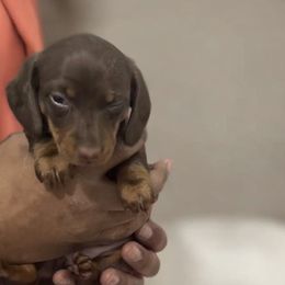 Dachshund Puppies from Sausagedog-NYC