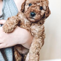 Stormy - Red  female Poodle puppy in Benton, Illinois from J & J Miniature Poodles