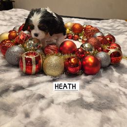 HEATH - Tri-color male Cavalier King Charles Spaniel puppy in Lehi, Utah from Angels and Nobility Cavaliers