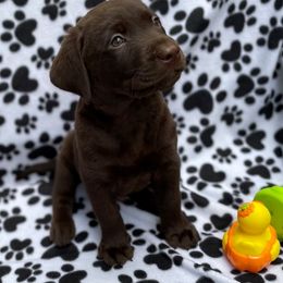 Dilute Retriever and Labrador Retriever Puppies from Winter Creek Labradors