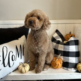Molly - Goldendoodle