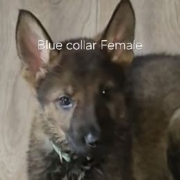 Blue collar - Sable female German Shepherd puppy in Murray, Kentucky from Froschwald German Shepherds and Xanadu Teddy Roosevelt Terriers