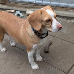 Wilma - Lemon and white female Beagle puppy in Vallejo, California from Tailwindfarm