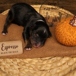 Espresso - Black tri male Miniature Australian Shepherd puppy in Apache Junction, Arizona from Circle T Mini Aussies