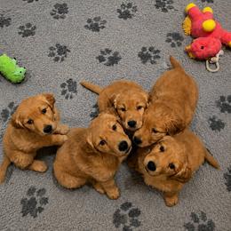 Golden Retriever Puppies from Golden Roots Retrievers
