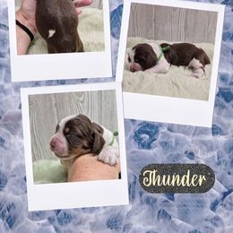 Thunder - Liver white and tan male English Springer Spaniel puppy in Freeland, Michigan from McNally's Springer Spaniels