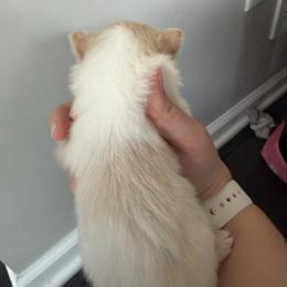 Kermode Bear - White female Pomeranian puppy in Cheektowaga, New York from Luxe Legacy Pomeranians