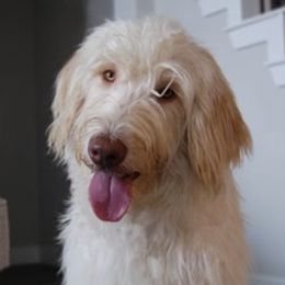 Labradoodles from The Beachin Doodles