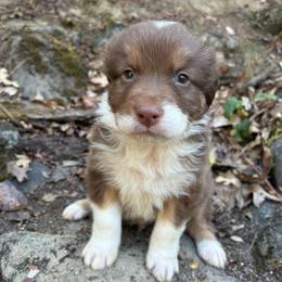 Zorro - Red tri-color male Australian Shepherd puppy in Grants Pass, Oregon from Carmel Mountain Aussies