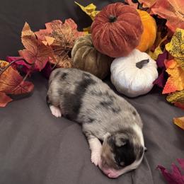 Patch - Blue merle male Miniature American Shepherd puppy in Weatherford, Texas from Paris Miniature Americans