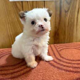 Girl 1 - Parti female Yorkshire Terrier puppy in Bear Creek, North Carolina from Yorkie Time