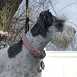 Mercy - Miniature Schnauzer