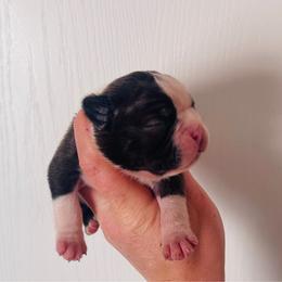 Drogo - Seal brindle and white male Boston Terrier puppy in Purdy, Missouri from Shotgun Pups