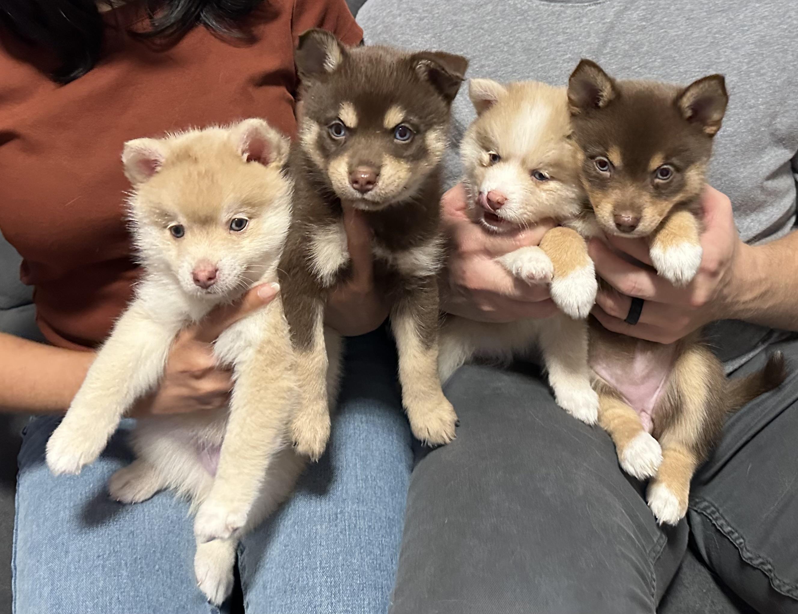 Pomsky Inmotion Lovely Pomsky in California | Pomsky puppies | Good Dog
