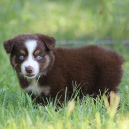Scrabble - Red tri female Miniature Australian Shepherd puppy in Quapaw, Oklahoma from Rocky Hill Aussies