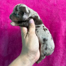 Birdie - Dapple female Dachshund puppy in Lincoln, Arkansas from Red Dirt Dachshunds