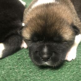 Akita Puppies from Gallant Akitas