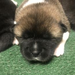 Akita Puppies from Gallant Akitas