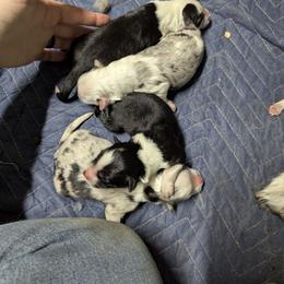 Australian Shepherd and Great Dane Puppies from AEW Farm