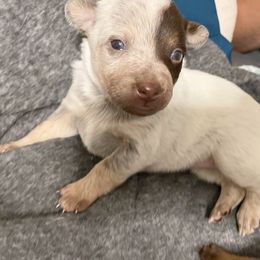 Australian Cattle Dog Puppies from Rising J Cattle Dogs