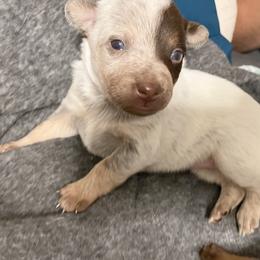 Australian Cattle Dog Puppies from Rising J Cattle Dogs