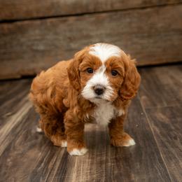 Assorted Doodle Crosses, Aussiedoodle, Golden Aussiedoodle, Goldendoodle, and Sheepadoodle Puppies from Goldendoodledoo Farms