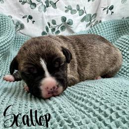 Scallop - Fawn brindle male American Pit Bull Terrier puppy in Nine Mile Falls, Washington from Bartin Kennels