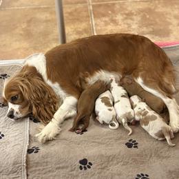 Cavapoo Puppies from Columbia Basin Puppies