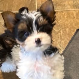 Max's Sister Ruby - Black tan and white female Biewer Terrier puppy in Lebanon, Oregon from SD99Biewers